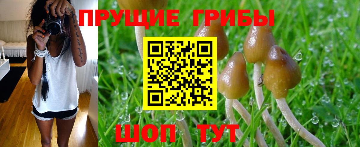 Сухой Лог  Псилоцибиновые грибы Psilocybine cubensis  Галлюциногенные грибы мицелий  Вход с VPN 